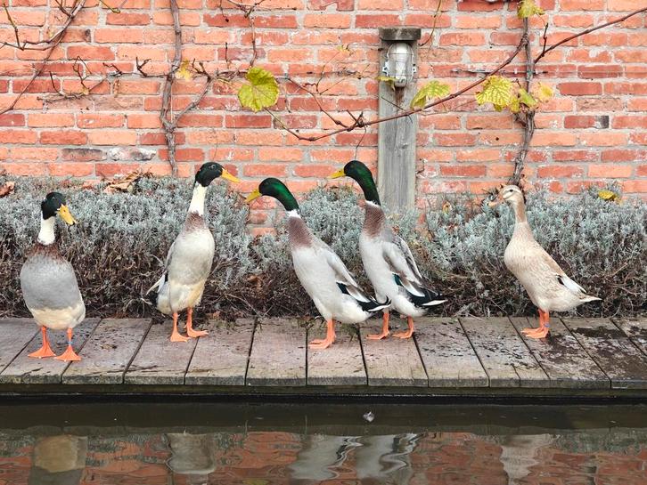 Loopeenden, Dieren en Toebehoren, Vogels | Overige Vogels