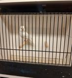 Witte en split voor wit te koop, Dieren en Toebehoren, Meerdere dieren, Kleurkanarie