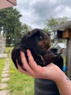 3 cavias zeugjes te koop, Januari, Vrouwelijk, Cavia