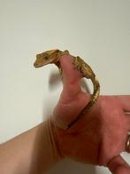 2x Wimpergekko gekko man 2 jaar oud, Dieren en Toebehoren