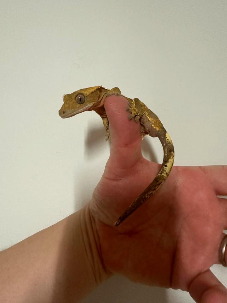 2x Wimpergekko gekko man 2 jaar oud, Dieren en Toebehoren, Reptielen en Amfibieën