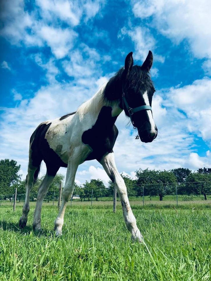 Merrie 2 jaar en 4 maanden, Dieren en Toebehoren, Paarden, Merrie