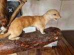 taxidermie fret op stam 27cm    €35, Antiek en Kunst, Ophalen