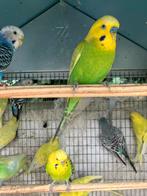 GEEL/GROENE GRASPARKIETJES VANAF 15 EURO/KOPPEL, Dieren en Toebehoren, Meerdere dieren, Parkiet