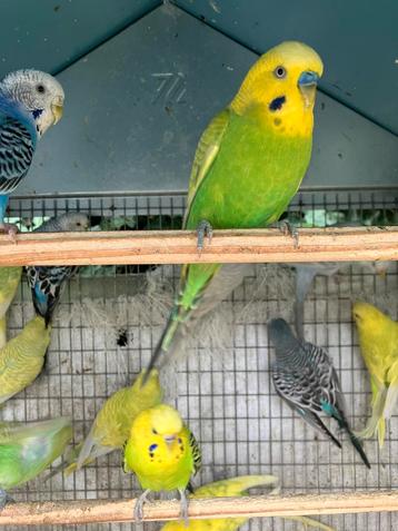 GEEL/GROENE GRASPARKIETJES VANAF 15 EURO/KOPPEL beschikbaar voor biedingen