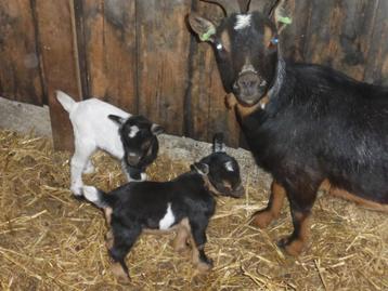 Te koop geit met 2 jonge dwerggeitjes ( geitje en bokje ), Plusieurs animaux, Chèvre, 0 à 2 ans