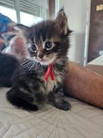 Maine coon kittens, Dieren en Toebehoren, Meerdere dieren, Gechipt, 0 tot 2 jaar
