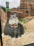 Super lieve hamsters met kooi opzoek, Animaux & Accessoires, Rongeurs & Lapins | Accessoires, Enlèvement ou Envoi