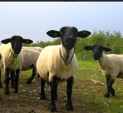 Scheren van schapen, alpaca's en lama's, Dieren en Toebehoren, Schapen, Geiten en Varkens