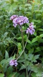Verbena bonariensis, losse grote stengels,10 voor5 euro, Tuin en Terras, Volle zon, Vaste plant, Zomer, Ophalen