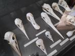 Vogelschedels, Collections, Collections Animaux, Crâne, Utilisé, Enlèvement ou Envoi, Oiseaux