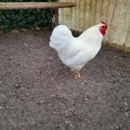 Witte Wyandotte krielhaan, Dieren en Toebehoren