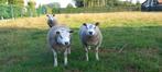 Texel schapen, Dieren en Toebehoren, Mannelijk, Schaap, 0 tot 2 jaar