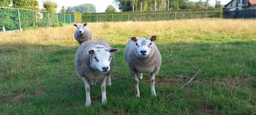 Texel schapen, Dieren en Toebehoren, Schapen, Geiten en Varkens, Schaap, Mannelijk, 0 tot 2 jaar