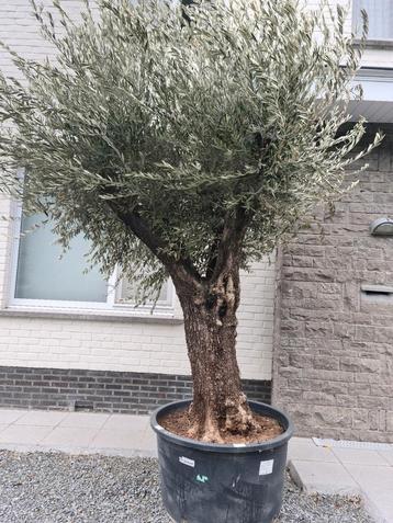 Olijfboom Olea Europaea Bonsai  beschikbaar voor biedingen
