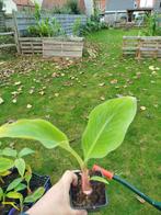 Bananenplantjes, Tuin en Terras, Ophalen of Verzenden