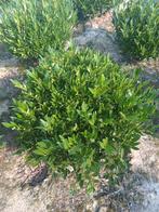 Prunus Otto Luycken (riemst), Enlèvement