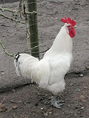 Poule de bresse hanen  beschikbaar voor biedingen