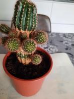 Cactus, Maison & Meubles, Plantes d'intérieur, Cactus, Ombre partielle, En pot, Plante verte