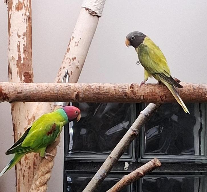 jong koppel pruimkoppen van 2022 juist 3 jaar kweekrijp, Dieren en Toebehoren, Vogels | Parkieten en Papegaaien, Parkiet, Geringd