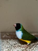 Gouldamadine, Dieren en Toebehoren, Vogels | Overige Vogels, Mannelijk, Tropenvogel