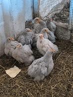 Zwitserse coshin Kippen, Dieren en Toebehoren, Pluimvee, Vrouwelijk, Kip