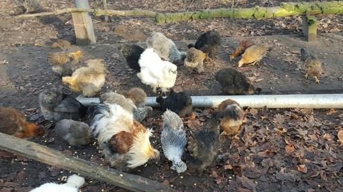 Broedeieren van mooie grote bebaarde zijdehoen div kleuren, Dieren en Toebehoren, Pluimvee, Kip, Geslacht onbekend