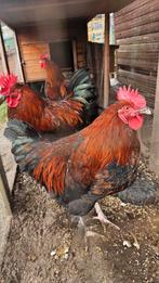 Coqs Marans, Dieren en Toebehoren, Pluimvee