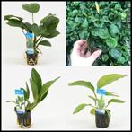 Aquariumplanten en bassleer voer actie!, Dieren en Toebehoren, Overige typen, Zoetwatervis