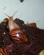 4agaatslakken 2albinos 2 wilt kleuren jongen