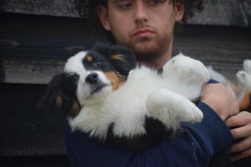 Australische herder pups aussi, Dieren en Toebehoren, Honden | Herdershonden en Veedrijvers, Meerdere dieren, Herder, Fokker | Professioneel