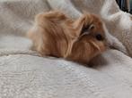 Cavia zeugjes 3 weken oud, Cavia, Juni, Vrouwelijk, Tam