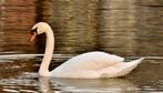 Witte zwanen, Dieren en Toebehoren, Meerdere dieren, Gans of Zwaan