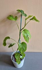 Rhaphidophora tetrasperma aurea mint, Ophalen of Verzenden