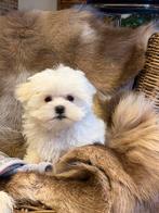 Maltezer pups, Dieren en Toebehoren, Honden | Chihuahua's en Gezelschapshonden, België, Maltezer, CDV (hondenziekte), 8 tot 15 weken