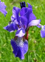 Blauwe lis, Tuin en Terras, Ophalen