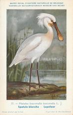 LEPELAAR, Verzamelen, Postkaarten | Dieren, Verzenden, Ongelopen, Vogel