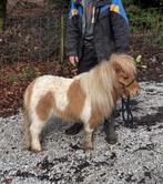 Juments Poneys Shetland taille super miniature, Animaux & Accessoires, Jument