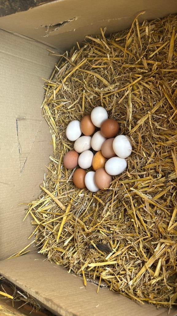 Oeufs frais à vendre, Poule ou poulet