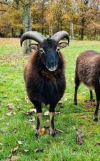 Soay schaap ram, Dieren en Toebehoren, Schapen, Geiten en Varkens, Mannelijk, Schaap, 0 tot 2 jaar