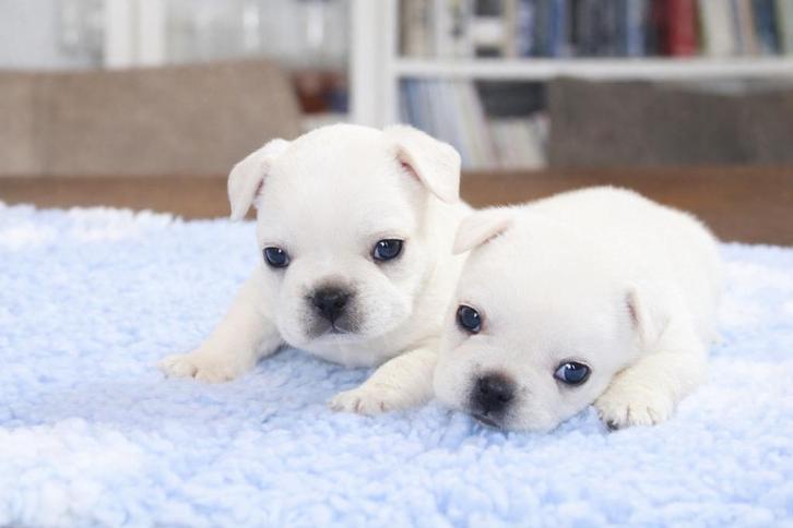Franse Bulldog pups crème en fawn goed opgevoed, Dieren en Toebehoren, Honden | Bulldogs, Pinschers en Molossers, Meerdere dieren
