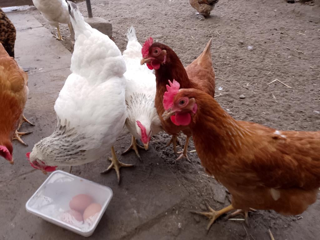 oeufs frais du jour à 1082 Bruxelles possible 6 ou 12 oeufs, Divers, Produits alimentaires, Enlèvement