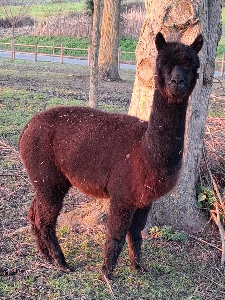 Jeune étalon alpaga, Animaux & Accessoires, Animaux Autre, Mâle, Mai