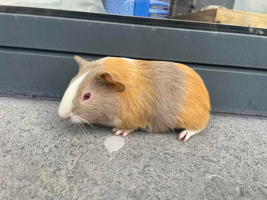 Jonge cavia, Dieren en Toebehoren, Knaagdieren, Cavia, Februari, Vrouwelijk, Tam