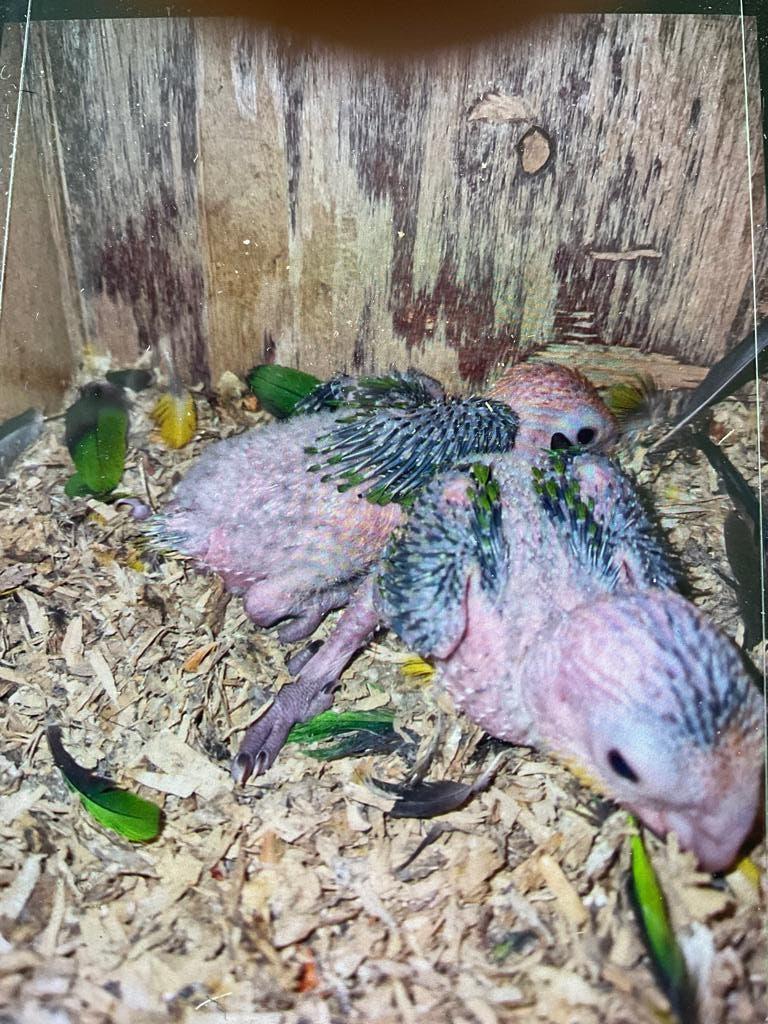 2 caïques en acier inoxydable, Plusieurs animaux, Perroquet, Parleur