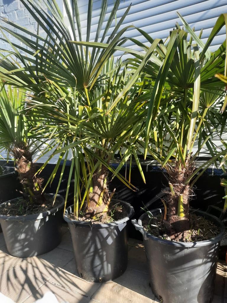 Palmboom winterhard, Ophalen