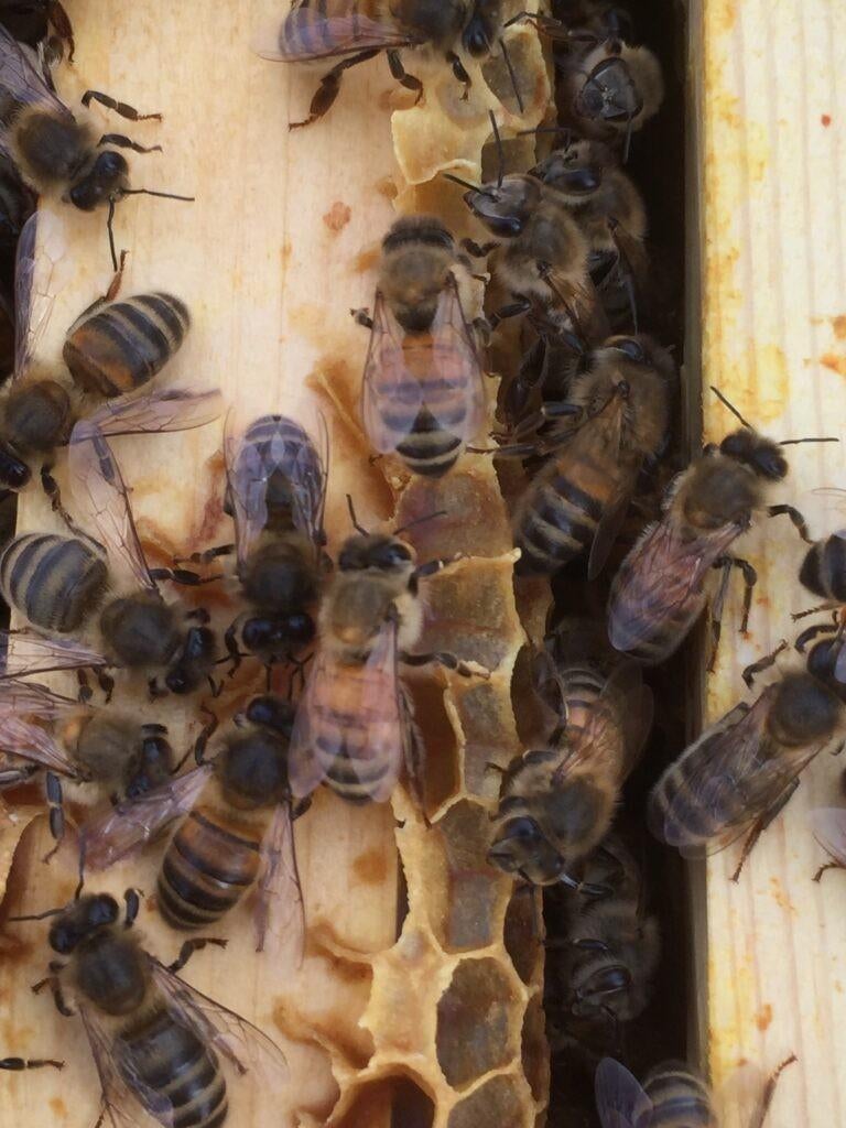 Bijen carnica 10 raams langstroth US, Dieren en Toebehoren, Insecten en Spinnen