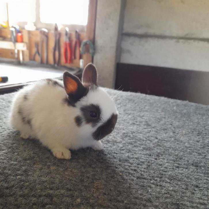 Kleurdwerg, Animaux & Accessoires, Lapins, Nain, Mâle, 0 à 2 ans