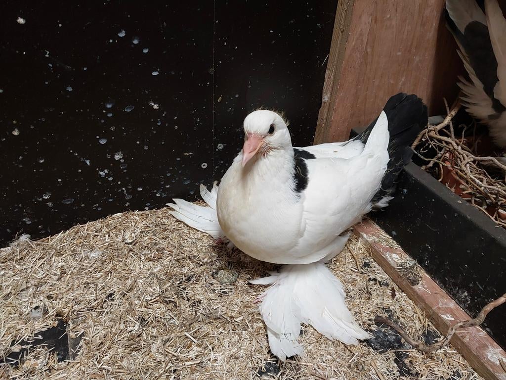 Gentse kropper 2026, Animaux & Accessoires, Oiseaux | Pigeons, Boulant