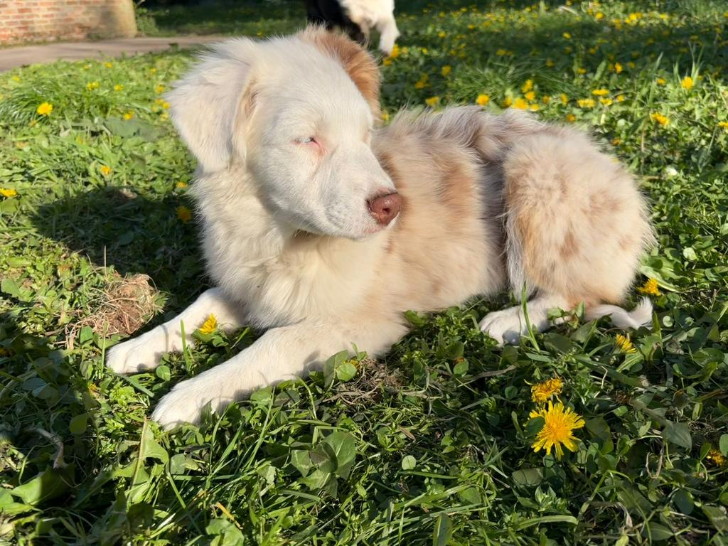 Merle Aussi femelle, Animaux & Accessoires, 15 semaines à 1 an, Chienne, Éleveur | Professionnel, Un chien